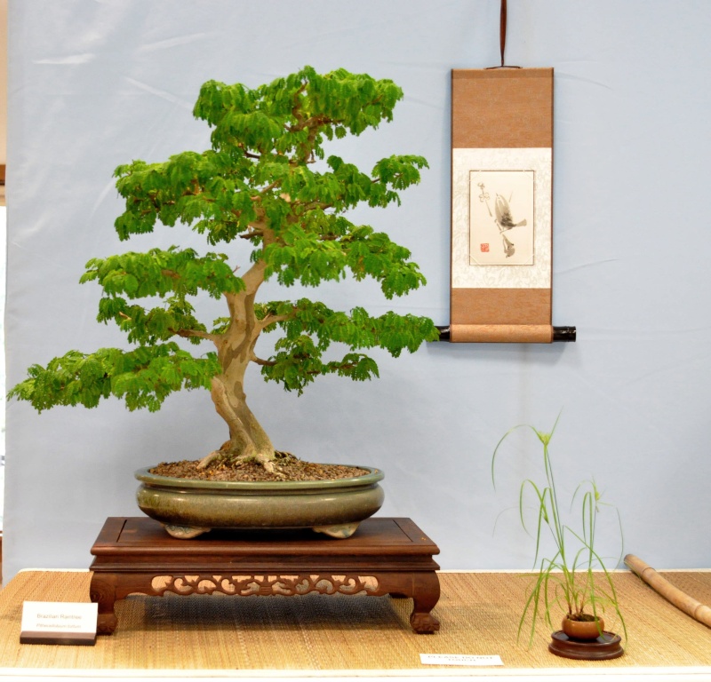 Austin Bonsai Society - 2013 show 2013_513