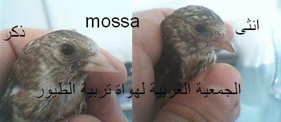 تفرق بين ذكر و أنثى الحسون Mossa410