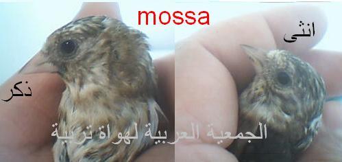 تفرق بين ذكر و أنثى الحسون Mossa510