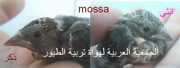 تفرق بين ذكر و أنثى الحسون Mossa710