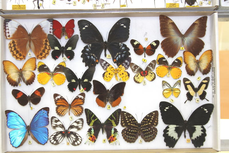 Bourse aux insectes et papillons de Liège. Img_1211