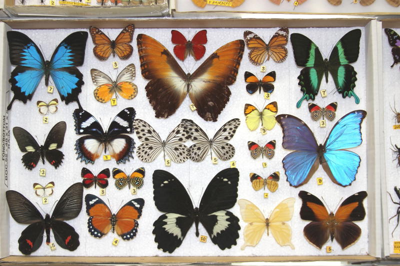 Bourse aux insectes et papillons de Liège. Img_1212