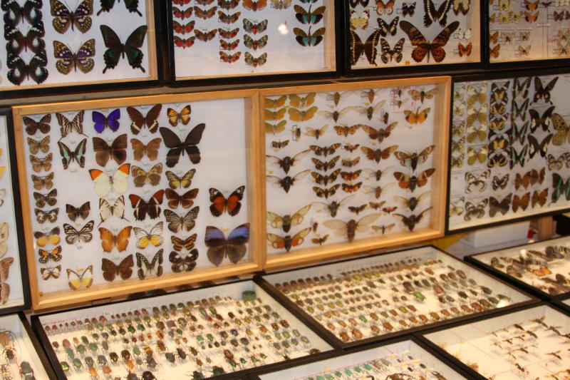 Bourse aux insectes et papillons de Liège. Img_1215