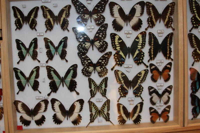 Bourse aux insectes et papillons de Liège. Img_1218