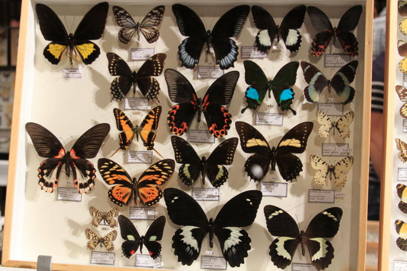Bourse aux insectes et papillons de Liège. Img_1221