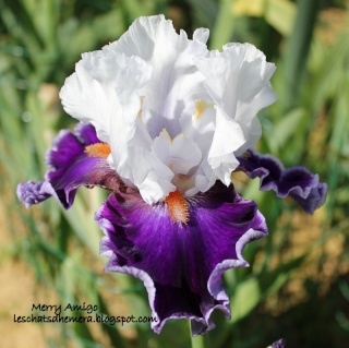 Floraisons de nos Iris barbus 2013 - Page 2 08_mai10