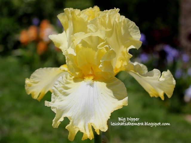 Floraisons de nos Iris barbus 2013 - Page 8 Big_di10