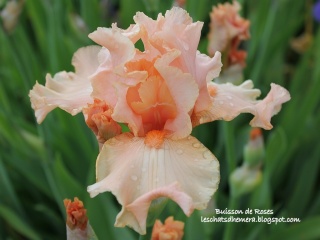 Floraisons de nos Iris barbus 2013 - Page 6 Buisso10