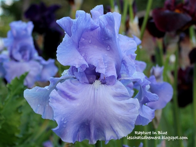 Floraisons de nos Iris barbus 2013 - Page 8 Raptur10