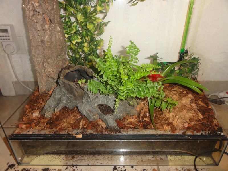 Terrarium Tropicale 1110