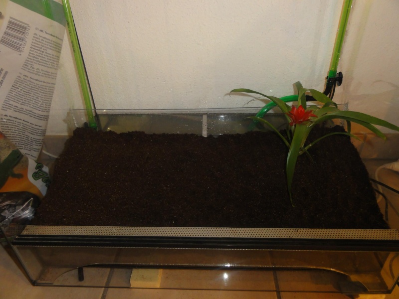 Terrarium Tropicale 610