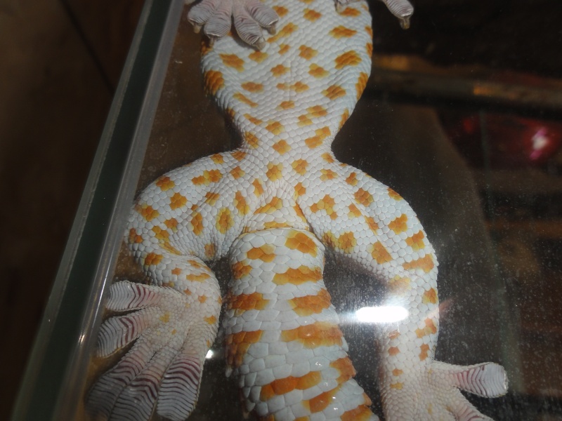 Sexage Gecko tokay :) Dsc02410