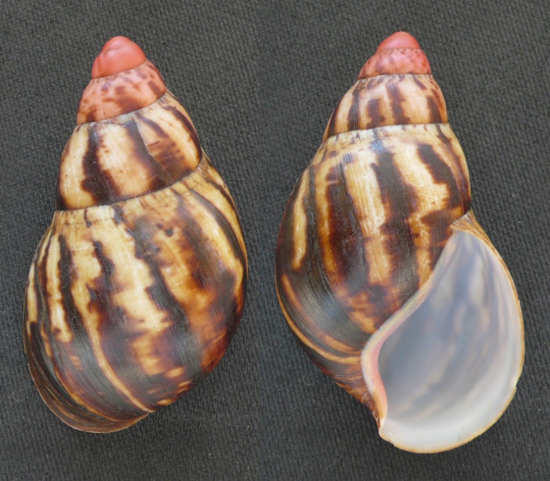 Archachatina marginata suturalis (Philippi, 1849) Archac12