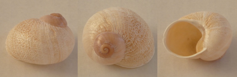 Helix aspersa var. exalbida Moquin-Tandon, 1855 Helix_10