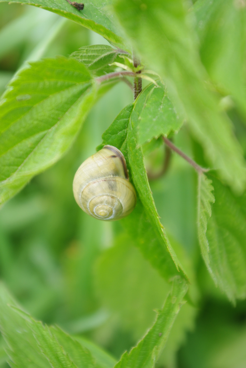 Cepaea nemoralis (Linnæus, 1758) - Page 2 Imgp7114