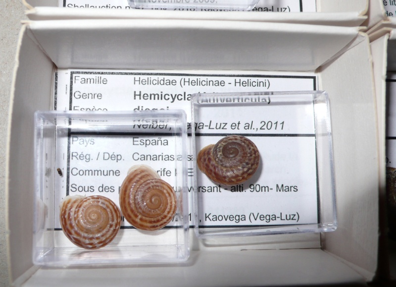 Hemicycla diegoi Neiber, Vega-luz & Koenenmann, 2011 L1050412