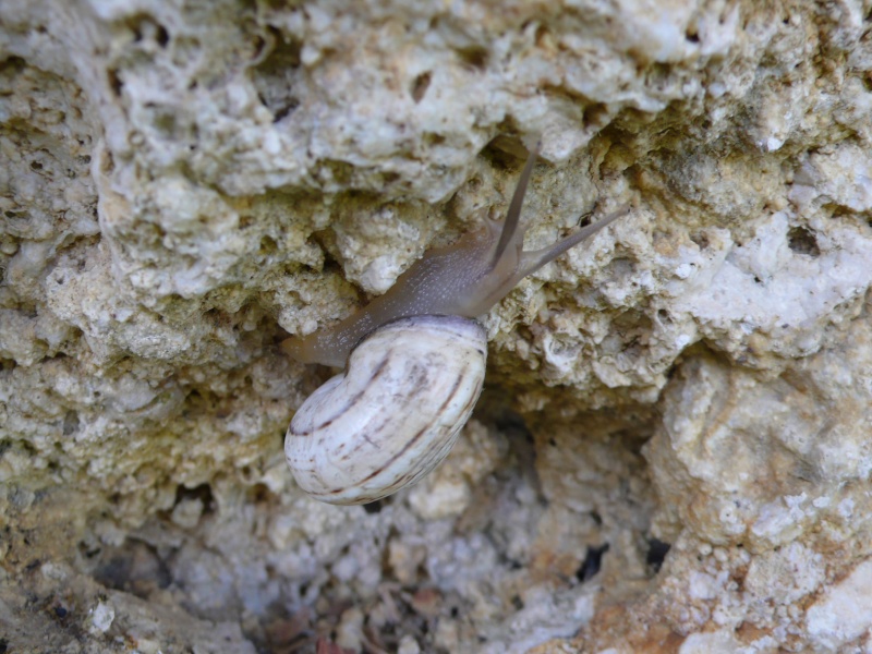 Theba pisana (Müller, 1774) L1060110