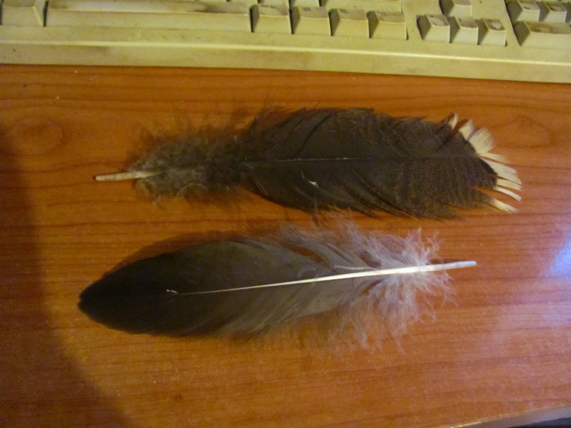 Plumes qu'on m'a offert Img_1935