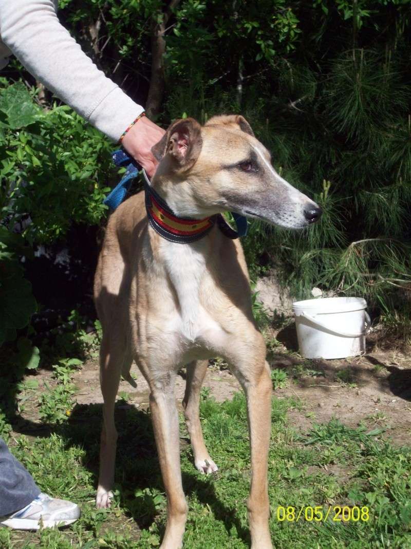 ESTHER - levrier galgo 3 ans - Asso Galgos France - Cuenca (Espagne) Esther11