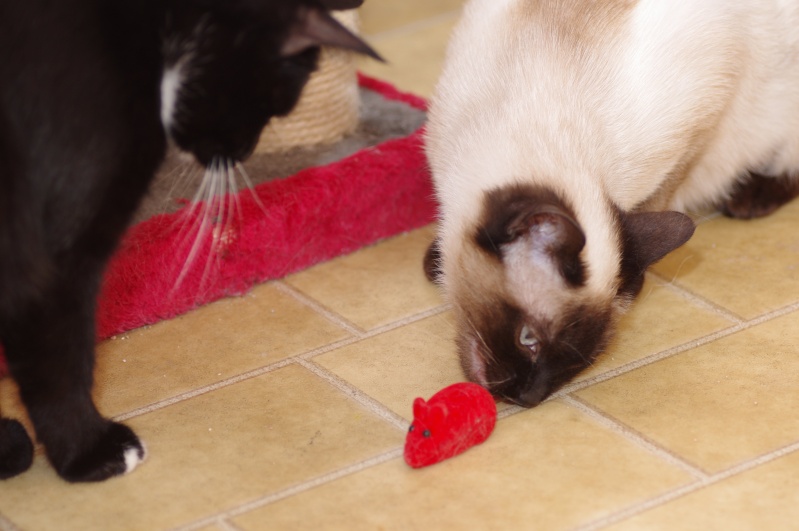 Photos des chats sauvés, avant/après Imgp5515