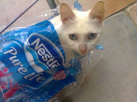 La Surdite Chez Le Chat Blanc La Surdite Chez Le Chat Blanc