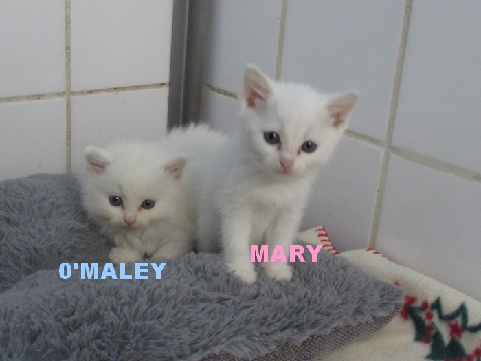 MARY et 0'MALEY 003158