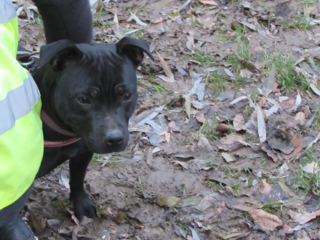 O'ISIS, femelle staffie  00491