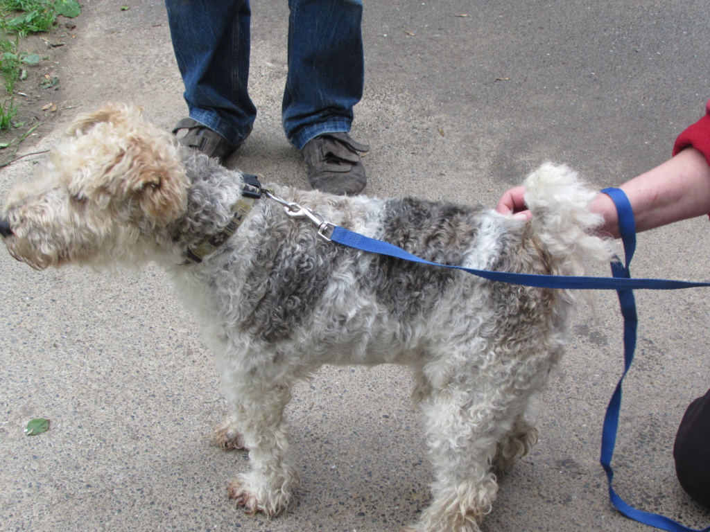 SNOOPY  FOX TERRIER 00963