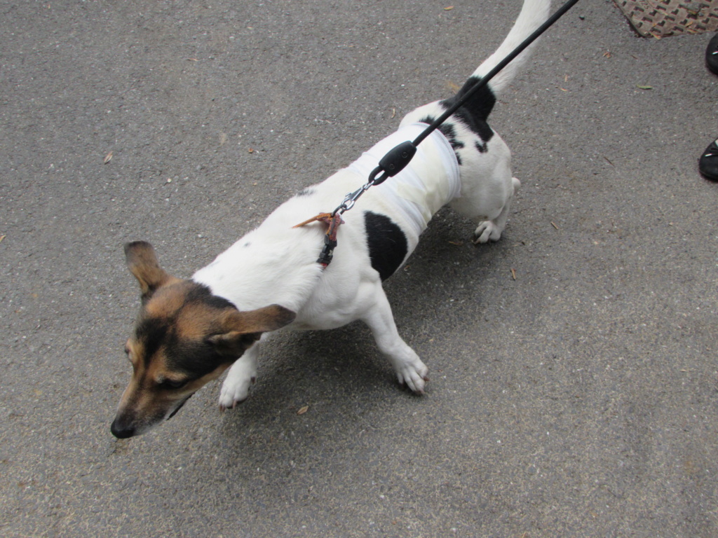 FICELLE, Femelle jack russel 01017