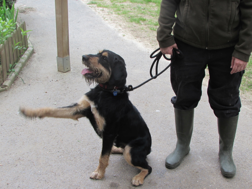 ADOPTION DE POPEYE 01355