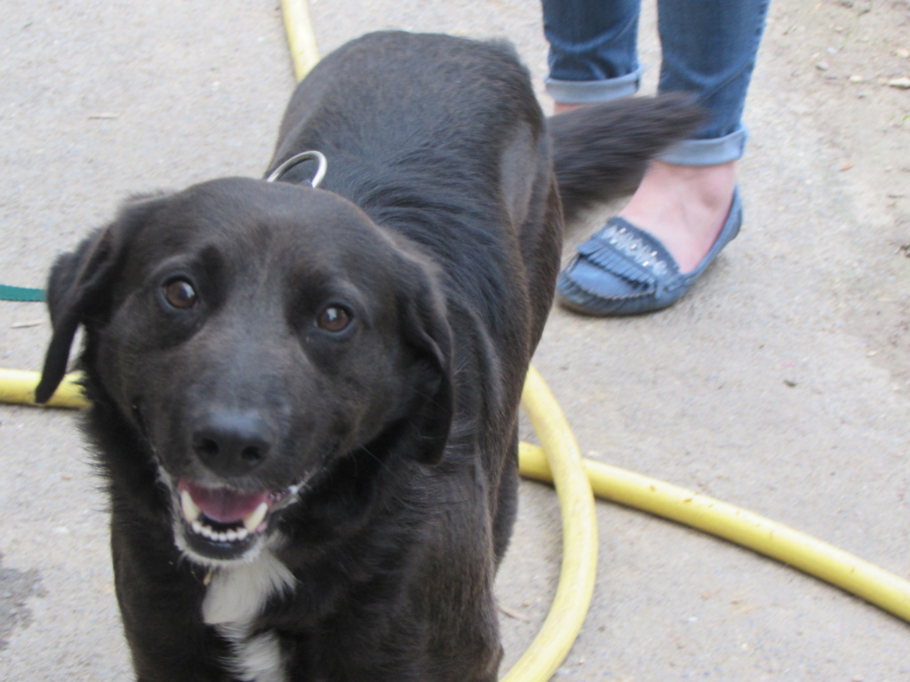 SNOOPY X BORDER COLLIE 01847