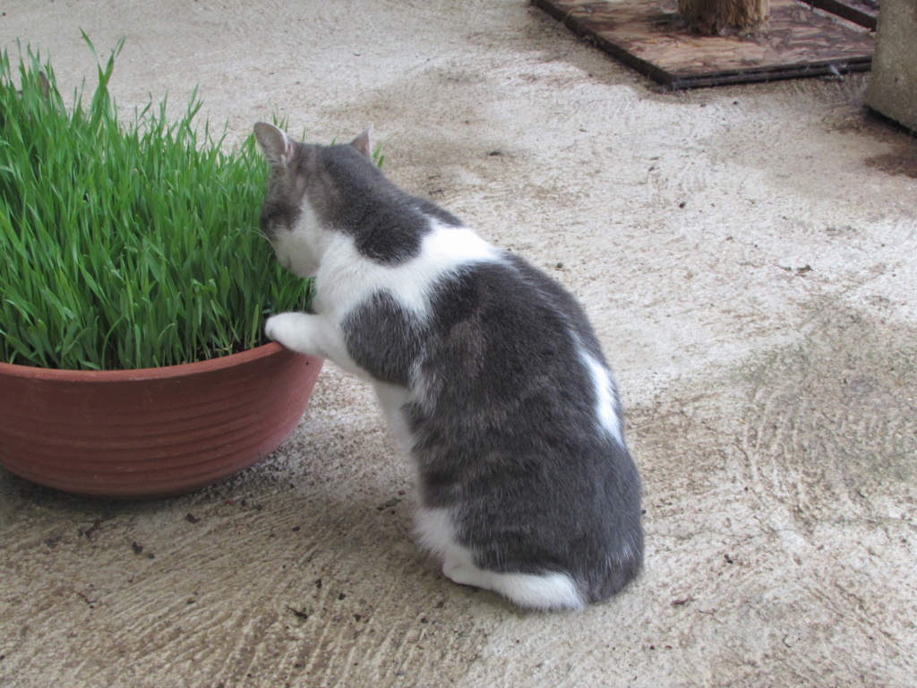 DE L'HERBE EN CHATTERIE 02145