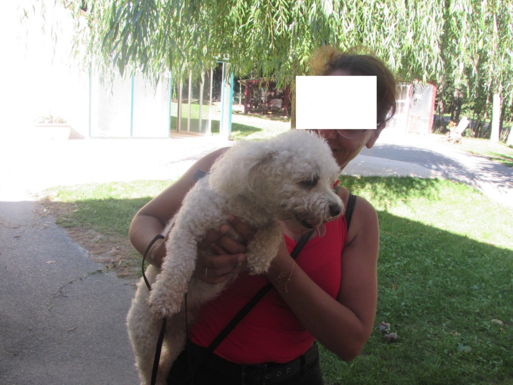 GUIZMO BICHON FRISE 03318