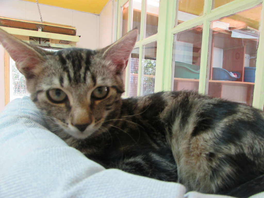 ADOPTION DE OURAGAN 03330