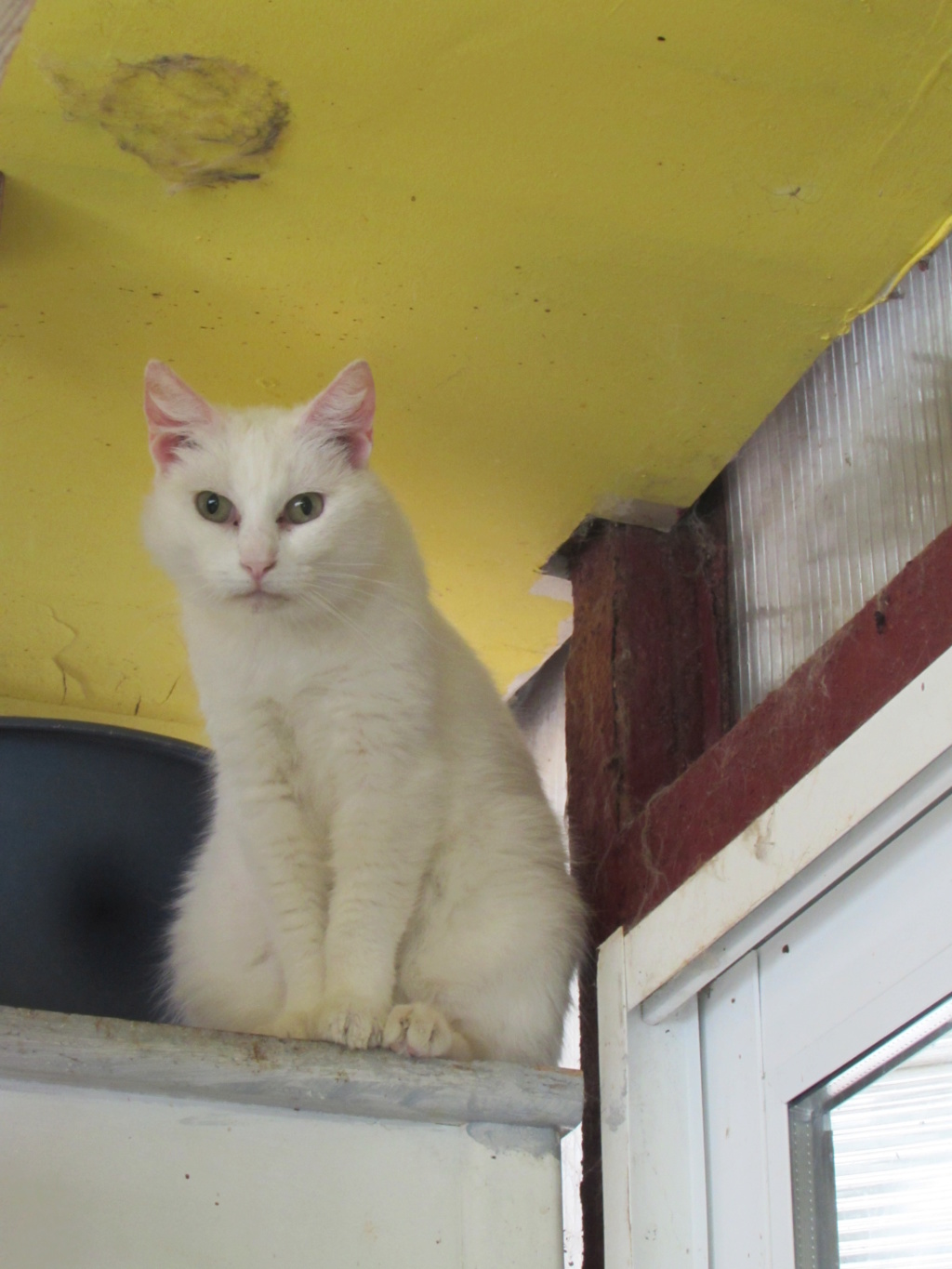 NOS CHATS EN DE -CONFINEMENT 04430