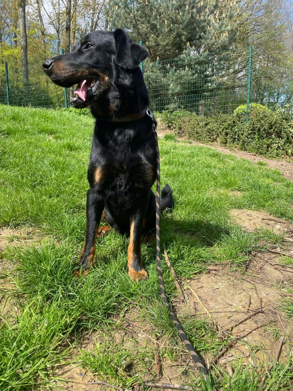 RODG  Beauceron 34327611