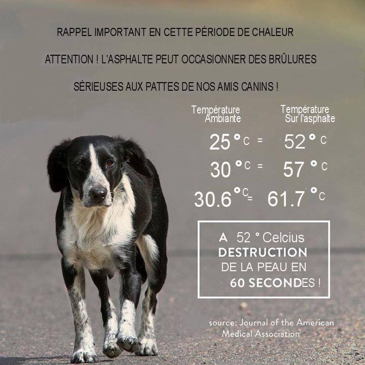 ATTENTION CANICULE 36506710