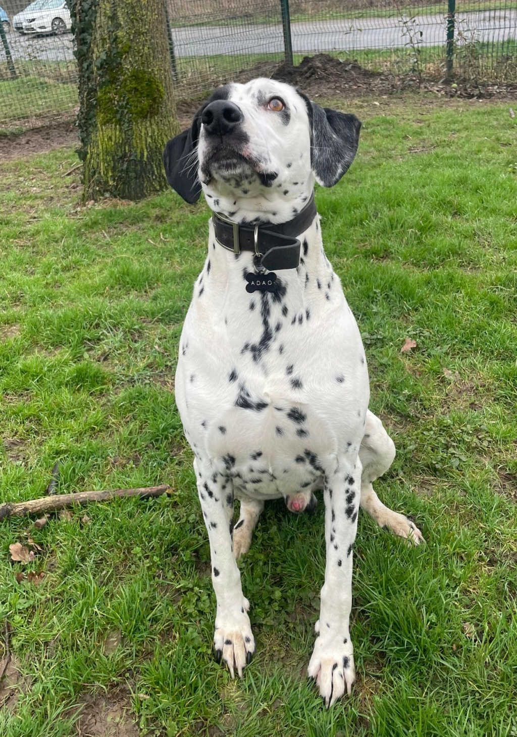 SHERE KHAN Dalmatien 42142410