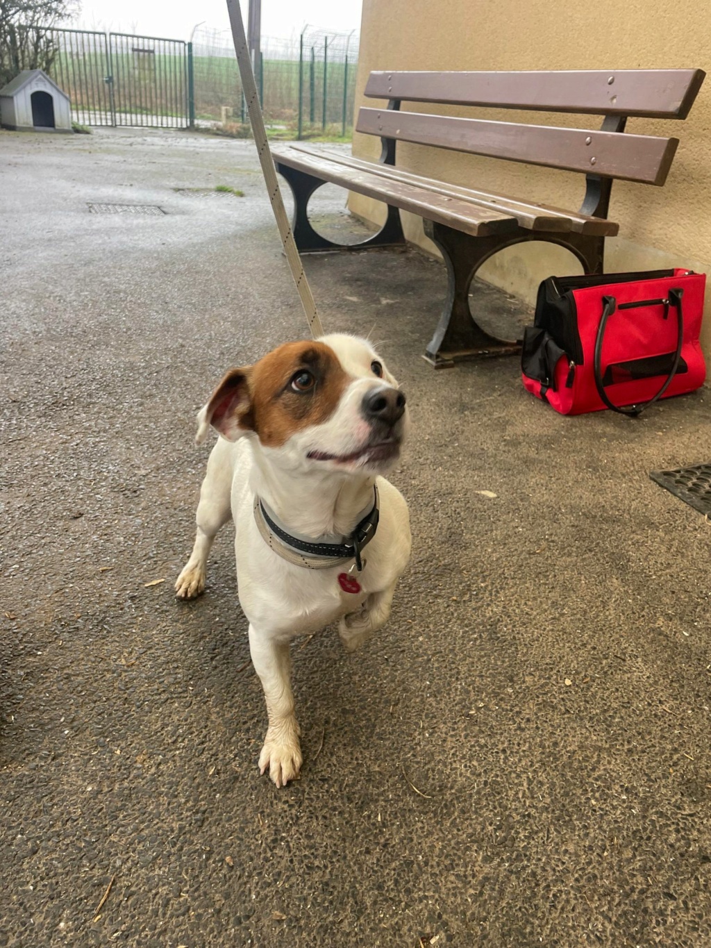 SYMA  Jack Russel 42936211