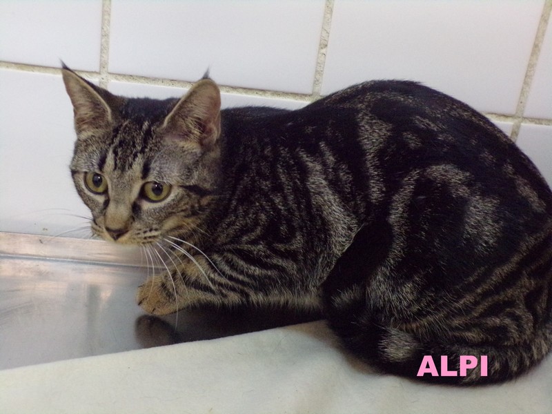 ALPI minette Alpi11