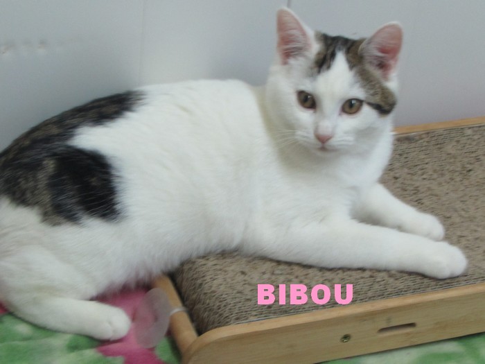 BIBOU ... Bibou110