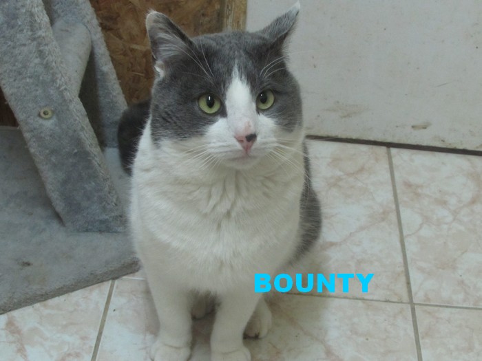 BOUNTY Bounty17