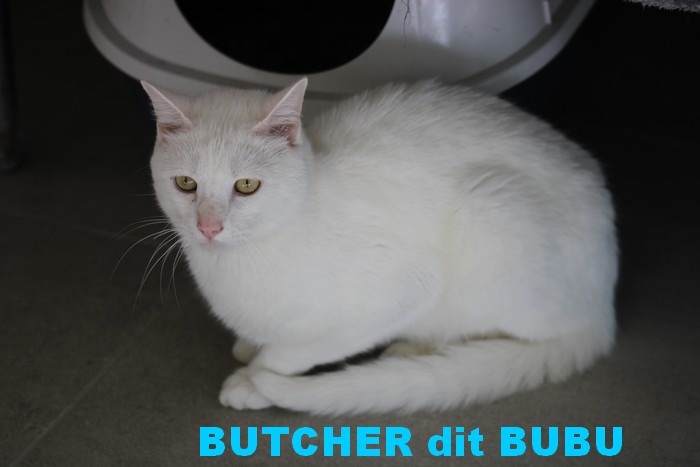 BUTCHER dit BUBU Butche15