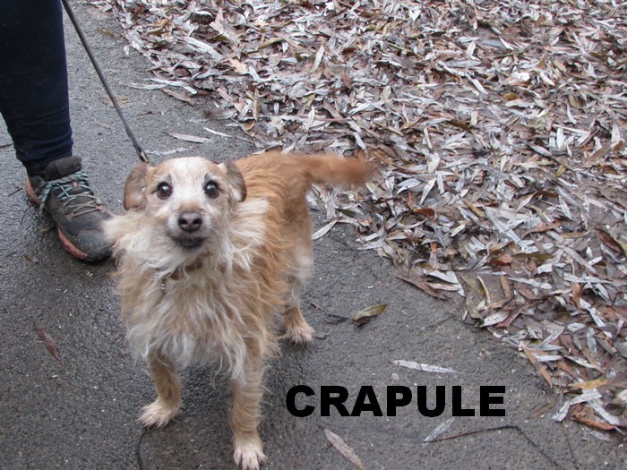 ADOPTION DE CRAPULE Crapul14