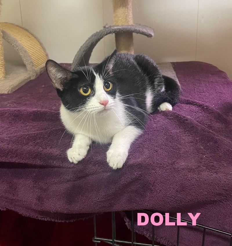 ADOPTION DE DOLLY Dolly_18