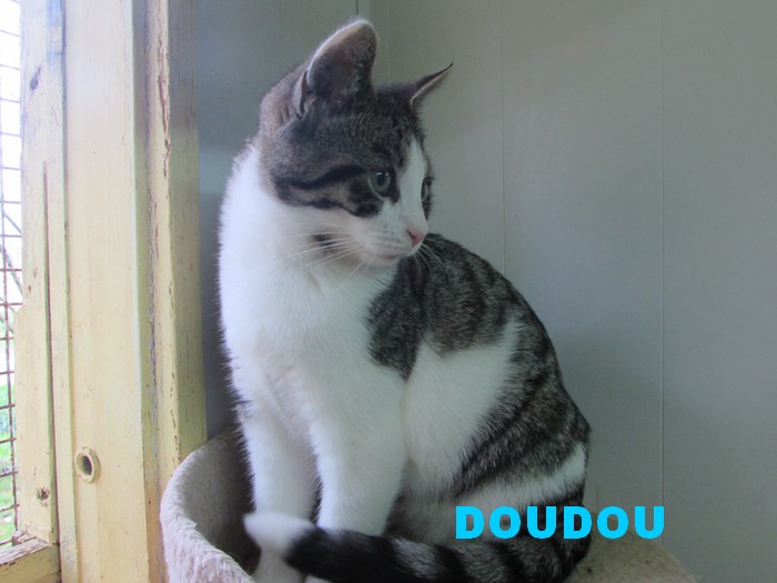 ADOPTION DE DOUDOU Doudou10