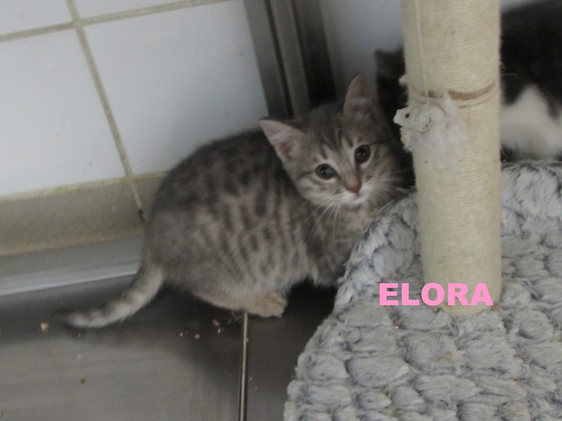 ADOPTION  de ELORA Elora10