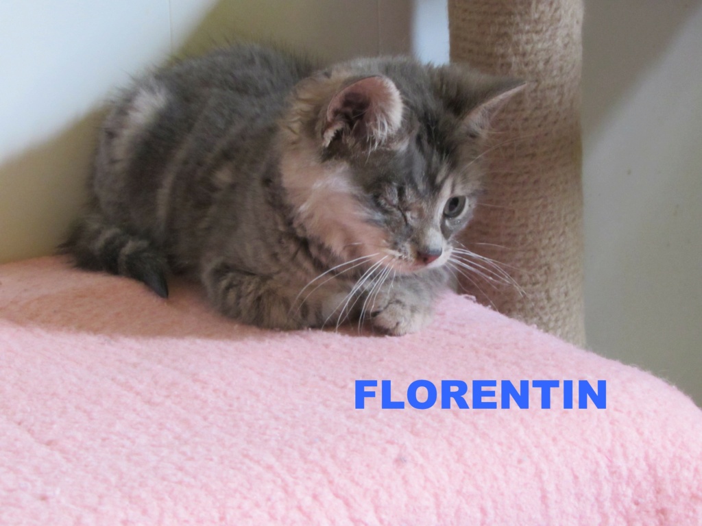 ADOPTION DE FLORENTIN (PIRATE) Floren22