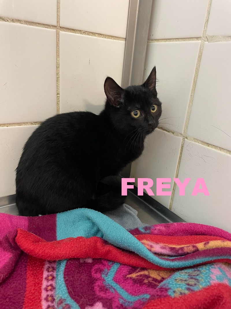 FREYA ... Freya_12