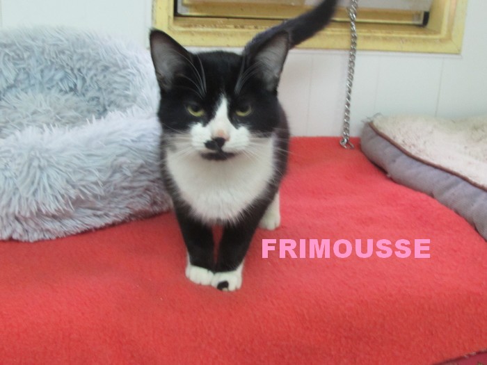 FRIMOUSSE Frimou13